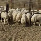 جذعان طليان حري كرامه ومفاطيح