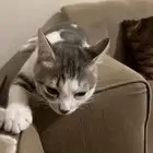 قطة ذكر عمره 4 شهور نظيف ولعوب