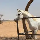 حصان شعبي
