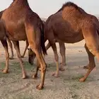بكار سواحل خوات بعض غفال