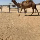 للبيع معشر حمراء