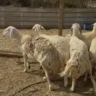 25 ضان حريات بالفحل مراح واحد كفوو ع 750 لاول زبون