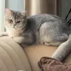 قطة سكوتش ستريت للتبني