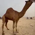 بعير احمر فرصة لااهل الزين