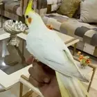 كروان هدد