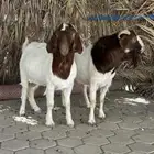 تيس بورقوت مشروط