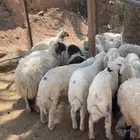 نعيم وحريا يتممن وتربيه مزرعه