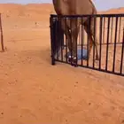 قعود دبياني