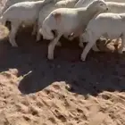 بهم اعمارها 4شهور-موجود فيديو للبهم كامل