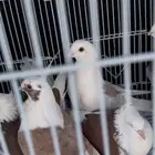 زوج لباني. زوج روماني. زوج هجين ايراني مع روماني