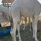 حشو قعدان قصب