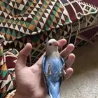 روز جميع الالوان