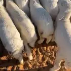 بهم حري العدد 19 راس أعماره 3 شهور