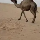 ناقه لقحه