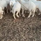 رخال حريه صنف مقنوي