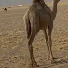 حوار عمره تقريبا  9شهور