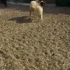 شاه مها رخل