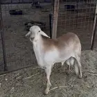 طلي سواكني