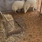 بهم نعيم فاخر