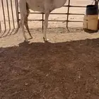 للبيع حشو ع حليب امهاتهن ونضاف وطيبه