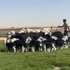 مراح نجد فاااخره متابيع