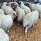 نعيمي بلدي بري