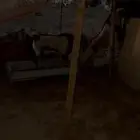 تيسين يمنية