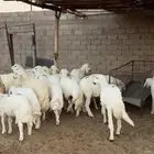 طليان للبيع