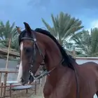 خيل حصان شعبي