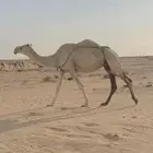 ناقه نصرف طيبه نظيفه غيثيه اصلها تحتها بكره وقعود اثنين