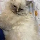 قطط