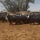 مراح معزا عوارض بالفحل دفيع وضريع شرط