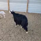 حيل رباعيه وسديس