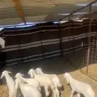 بهم حري دواغير