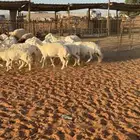 حريات