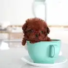 كلاب بودل تي كب ب اسعار مميزة