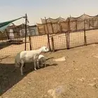 رغوث حريه معها طلي