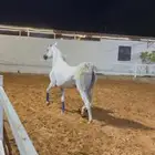 فرس بنت شل دريم ومهرتها بنت امير الريح