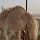 حشوان جزر