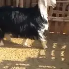 فحل نجدي ما اشرطه