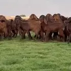 جذعات فاخره