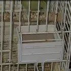 بغباء مفقود أنثى