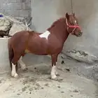 خيل سيسي الصحه توب