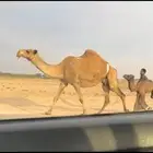 الخلفه الشعلا الكفو