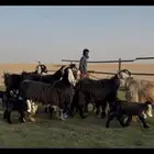 متاويم عوارض فاااخره الحليب وافر .