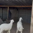 حري للبيع جبر وسط مع الصلخ التوصيل