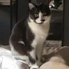 قطة صغيره للتبني العاجل