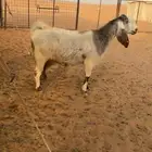 عنز دافع لها شهرين ونص تقريبا  او اكثر