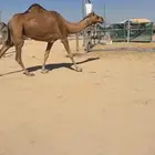 للبيع ضروبه حمراء