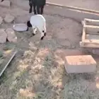 عنز حدرها تيس